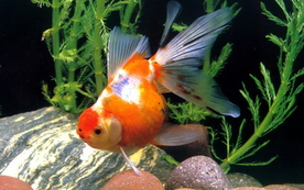 金鱼锦鲤水族观赏鱼图片