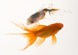 金鱼锦鲤水族观赏鱼图片