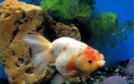 金鱼锦鲤水族观赏鱼图片