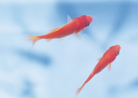 金鱼锦鲤水族观赏鱼图片