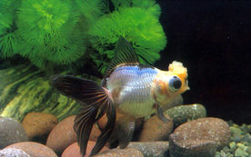 金鱼锦鲤水族观赏鱼图片