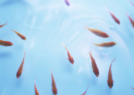 金鱼锦鲤水族观赏鱼图片