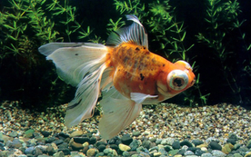 金鱼锦鲤水族观赏鱼图片