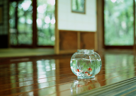 金鱼锦鲤水族观赏鱼图片