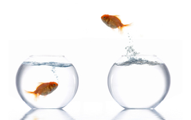 金鱼锦鲤水族观赏鱼图片