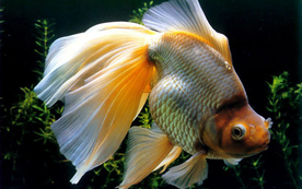 金鱼锦鲤水族观赏鱼图片