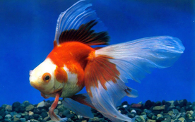 金鱼锦鲤水族观赏鱼图片