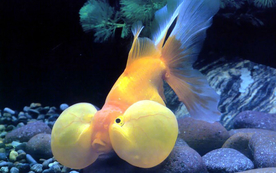 金鱼锦鲤水族观赏鱼图片