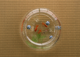 金鱼锦鲤水族观赏鱼图片