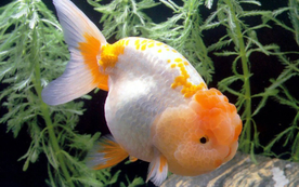 金鱼锦鲤水族观赏鱼图片