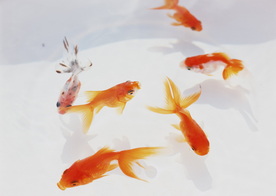 金鱼锦鲤水族观赏鱼图片