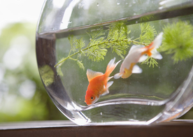 金鱼锦鲤水族观赏鱼图片