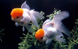 金鱼锦鲤水族观赏鱼图片