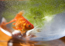 金鱼锦鲤水族观赏鱼图片