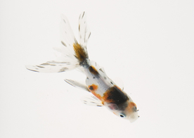 金鱼锦鲤水族观赏鱼图片