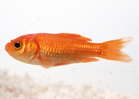 金鱼锦鲤水族观赏鱼图片