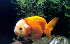 金鱼锦鲤水族观赏鱼图片