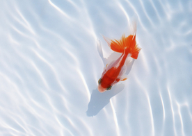 金鱼锦鲤水族观赏鱼图片