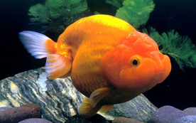 金鱼锦鲤水族观赏鱼图片