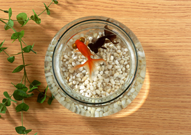 金鱼锦鲤水族观赏鱼图片