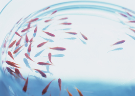 金鱼锦鲤水族观赏鱼图片