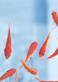 金鱼锦鲤水族观赏鱼图片