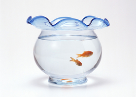 金鱼锦鲤水族观赏鱼图片