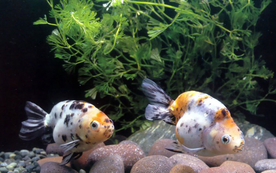 金鱼锦鲤水族观赏鱼图片