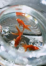 金鱼锦鲤水族观赏鱼图片