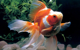 金鱼锦鲤水族观赏鱼图片