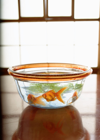 金鱼锦鲤水族观赏鱼图片