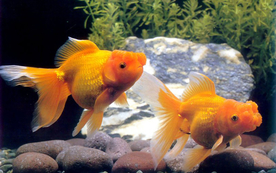 金鱼锦鲤水族观赏鱼图片