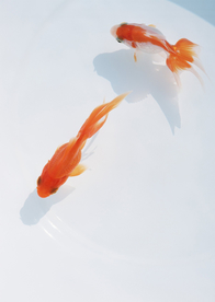 金鱼锦鲤水族观赏鱼图片