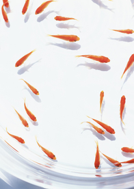 金鱼锦鲤水族观赏鱼图片