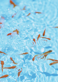 金鱼锦鲤水族观赏鱼图片