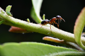 蚂蚁图片