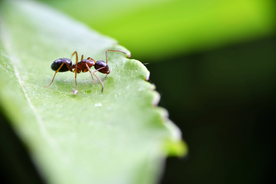 蚂蚁图片