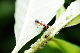 蚂蚁图片