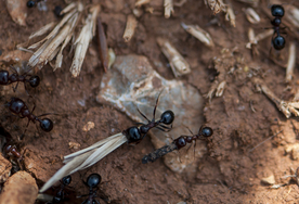 蚂蚁图片