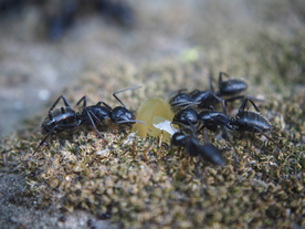 蚂蚁图片