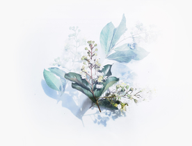 花卉艺术摄影图片