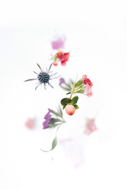 花卉艺术摄影图片