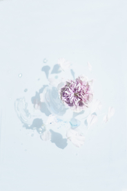 花卉艺术摄影图片