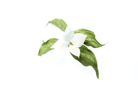 花卉艺术摄影图片