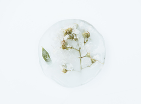 花卉艺术摄影图片