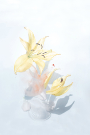 花卉艺术摄影图片