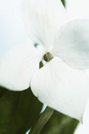 花卉艺术摄影图片