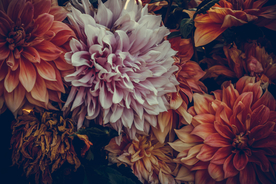 花卉艺术摄影图片