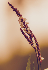 花卉艺术摄影图片