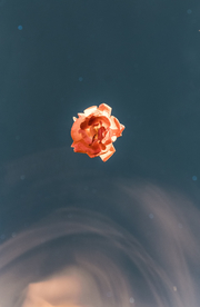 花卉艺术摄影图片